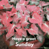 sunday greetings