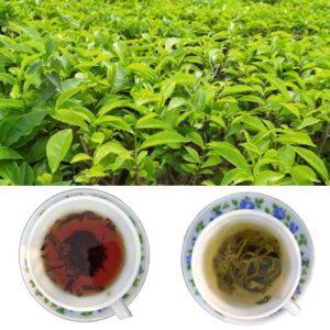 Organic Tea Export/Wholeseller
