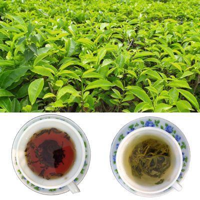 purchase organic tea -b2b import export order