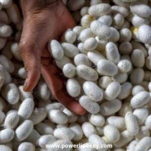 micro small medium enterprises village business ideas-silkworm cocoons part-2