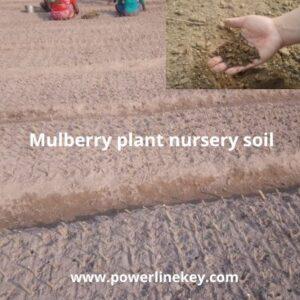 mulberry plant nursery soil -beds preparation by powerlinekey.com