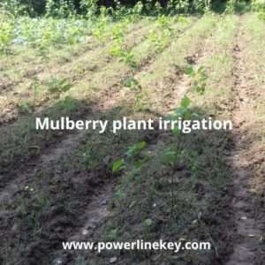 mulberry nursery plan irrigation process 