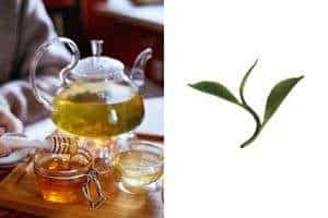 starting tea business with b2b-wholasale supplies-india