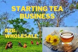 starting tea business b2b wholsale supplies from india
