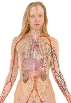 human body internal parts -system explained by powerlinekey blog